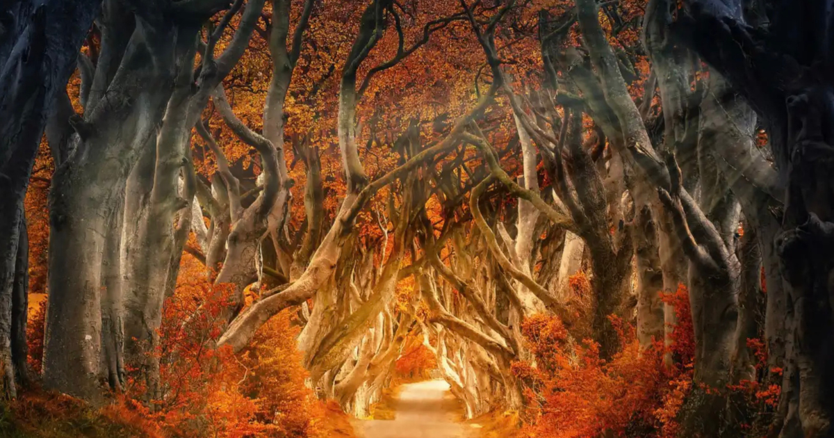 The Dark Hedges in Northern Ireland, featured as the Kingsroad in Game of Thrones